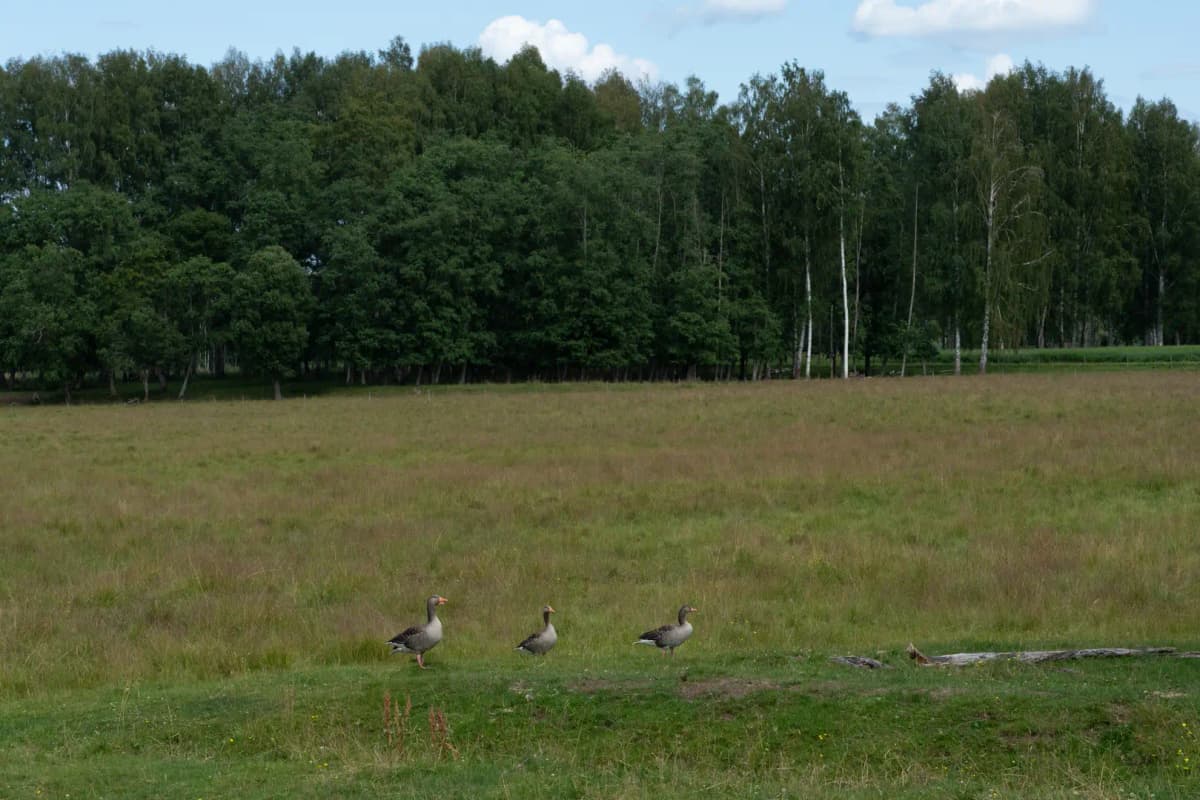 Specialister inom radonsanering i Borlänge